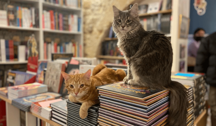Insolite : il existe une librairie habitée par des chats à Aix-en-Provence !