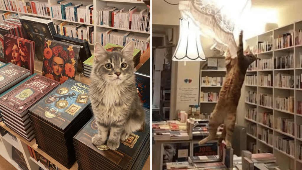 librairie chat