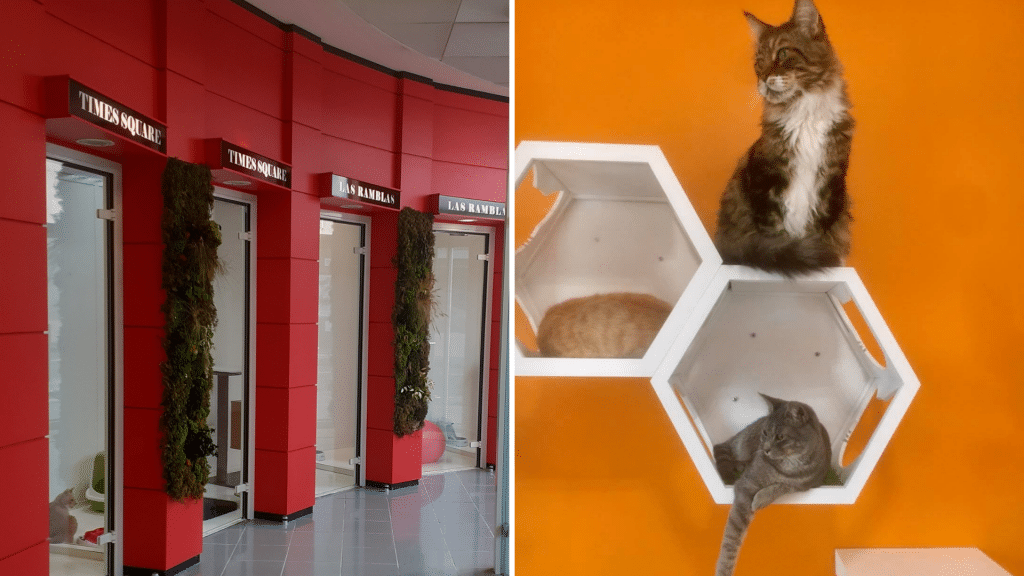 hôtel pour chats