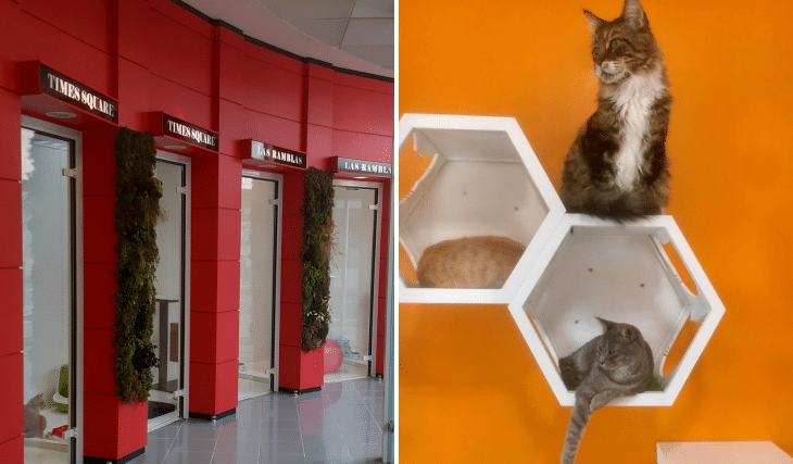 Insolite : cet hôtel pour chats à Marseille chouchoute vos bêtes à poils depuis 30 ans !